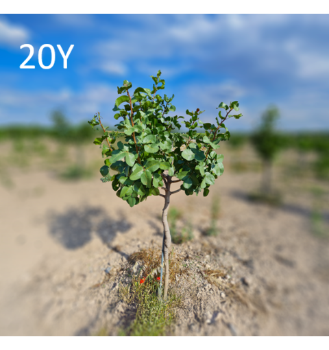 20 Year Pistachio Adoption