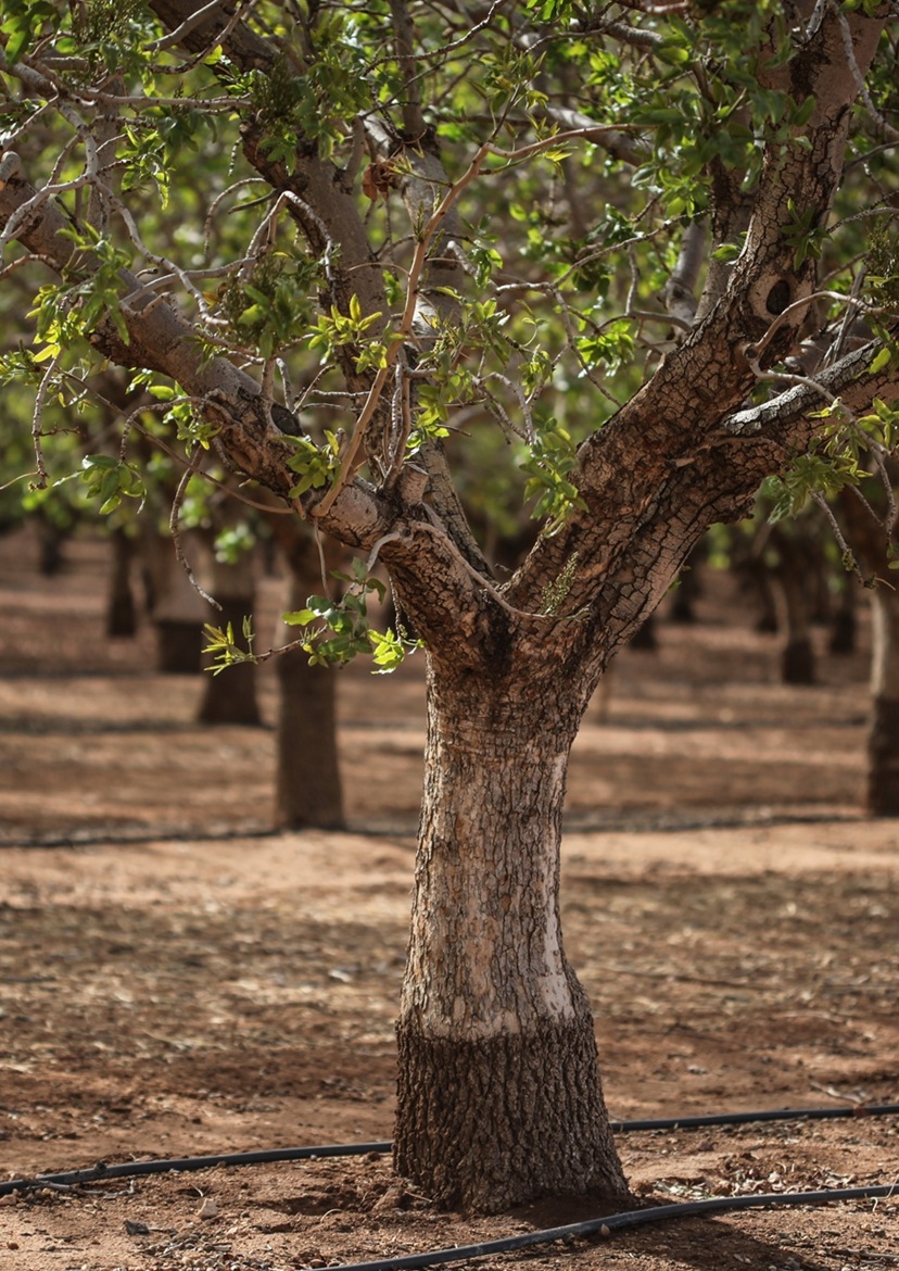Adopting a Tree: The Perfect Gift Idea