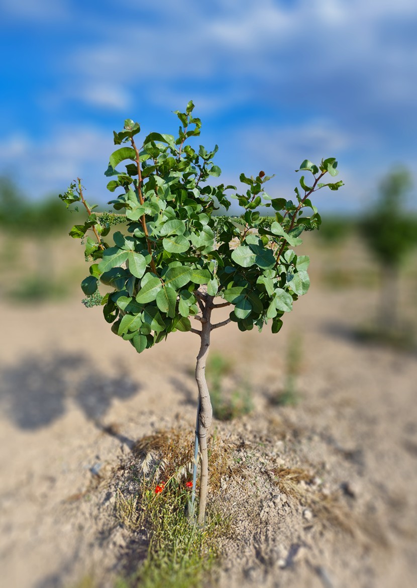 An Adopter’s Guide to Pistachio Trees