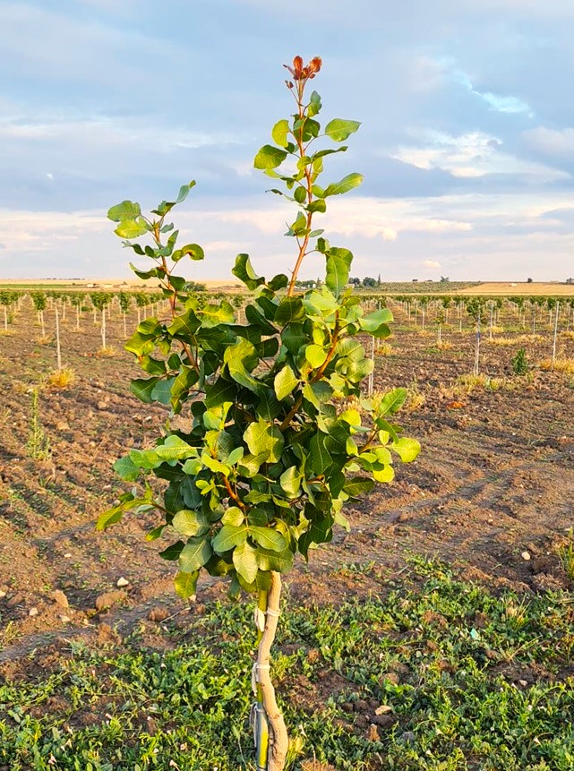 Cultivating Success: MyTreehood Guide to Sustainable Agriculture