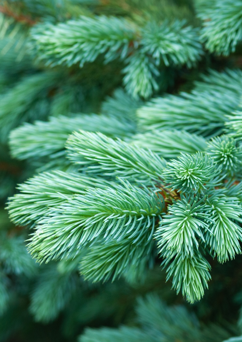 Perfect Long-Term Christmas Gift