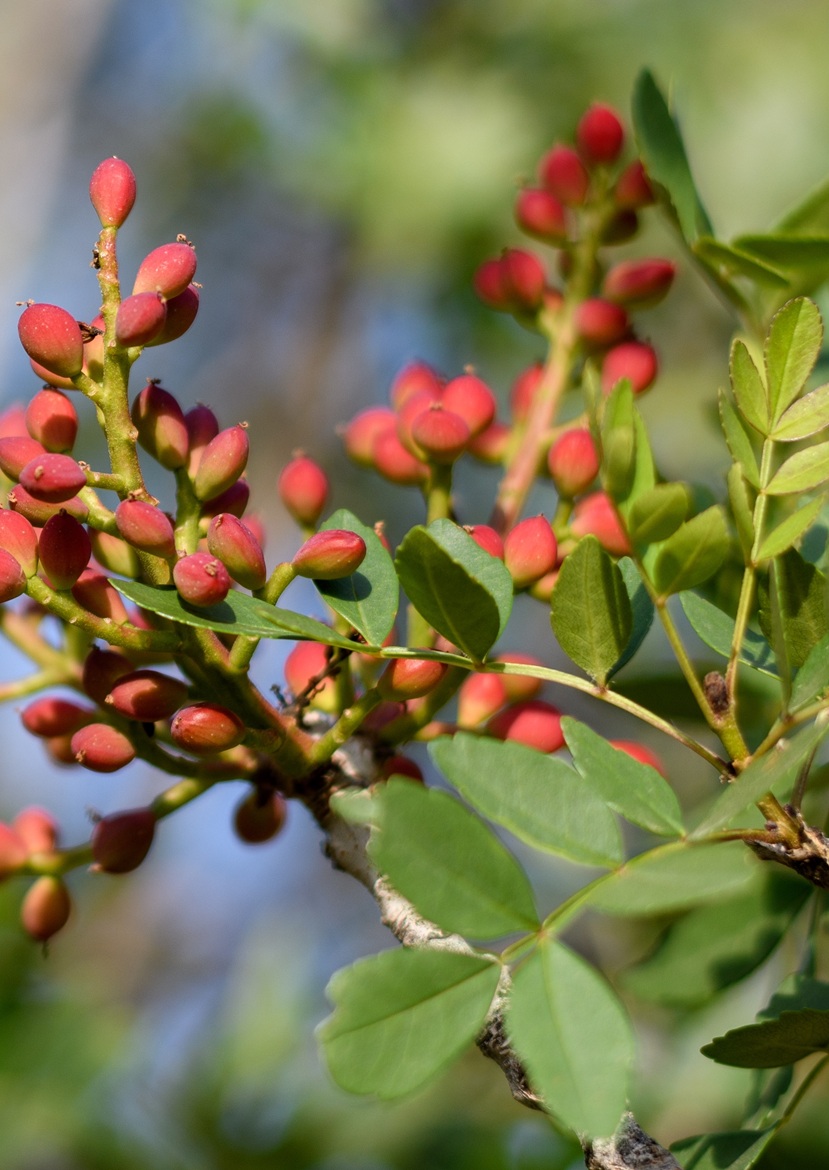 How to Make the Most of Your Tree Adoption Experience