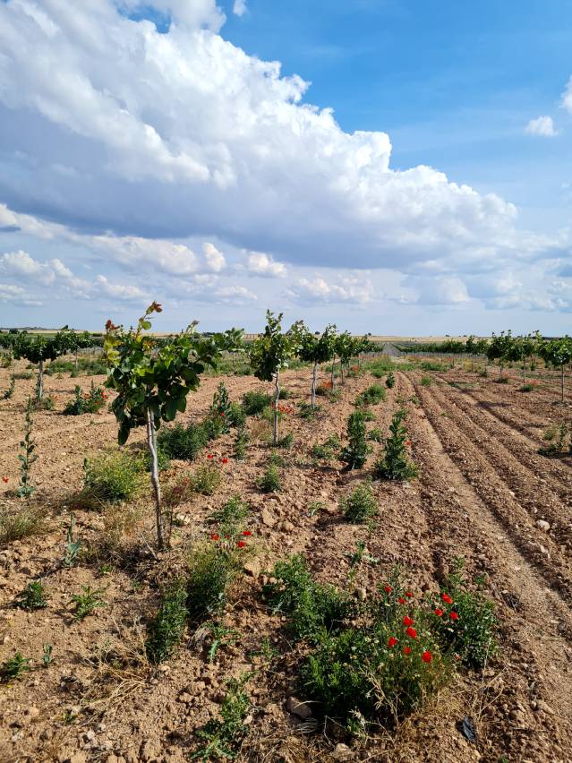 La Nava cover image