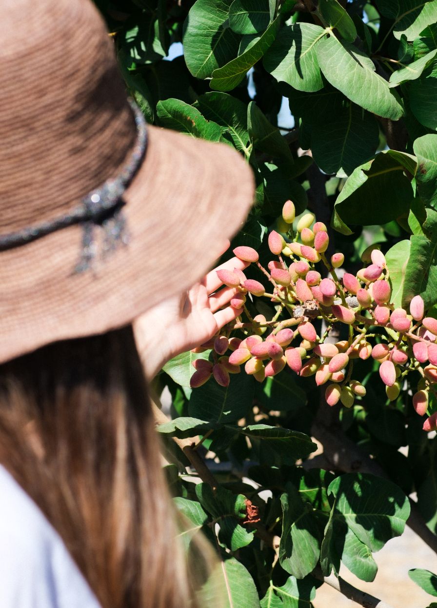 Coffee tree